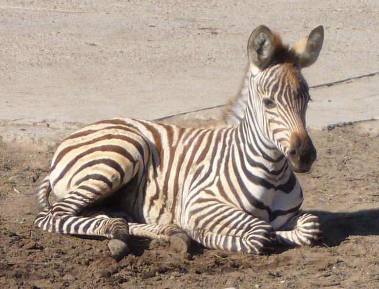 ZOO DKnL léto 08 075.jpg