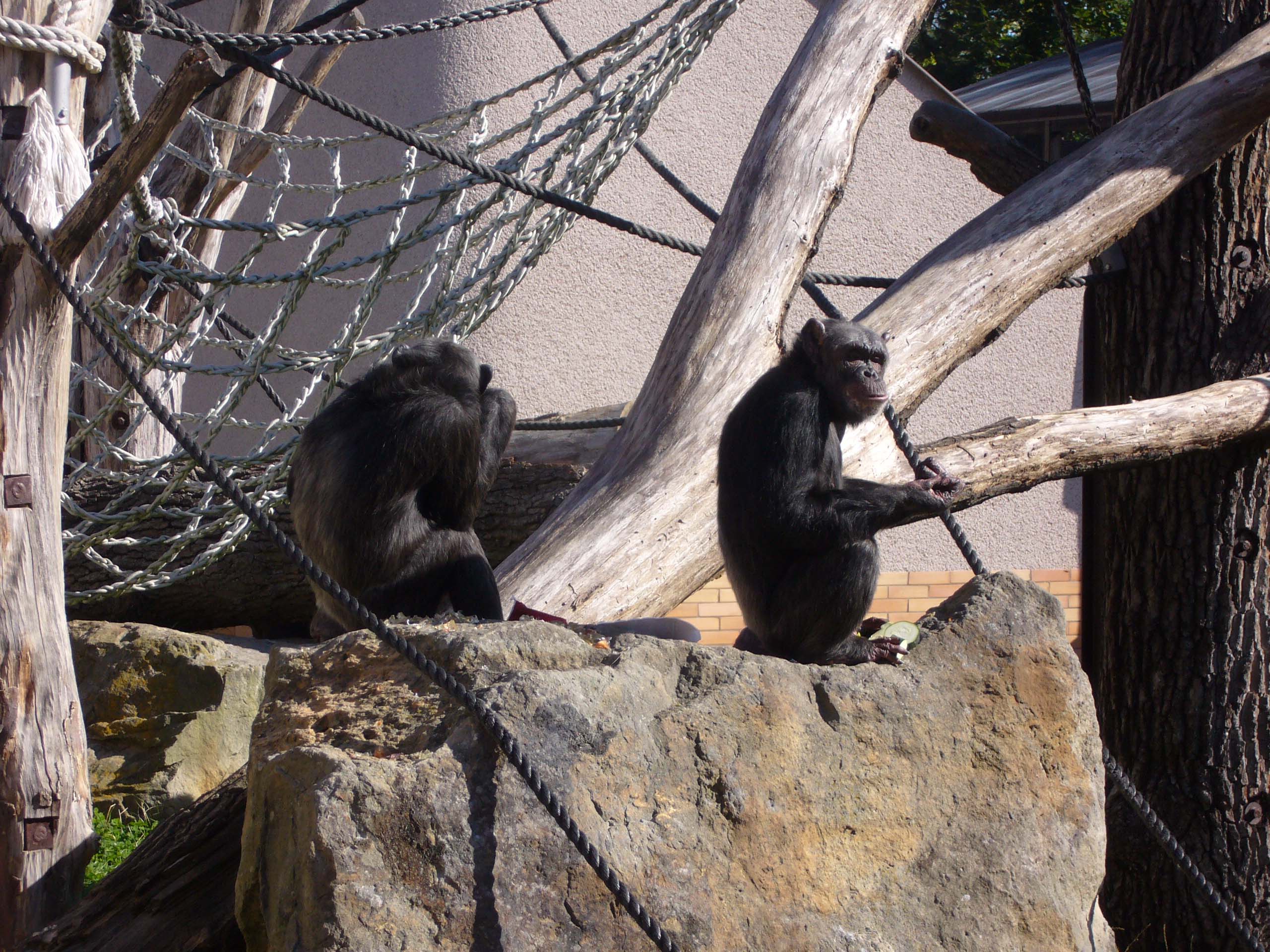 ZOO DKnL léto 08 076.jpg