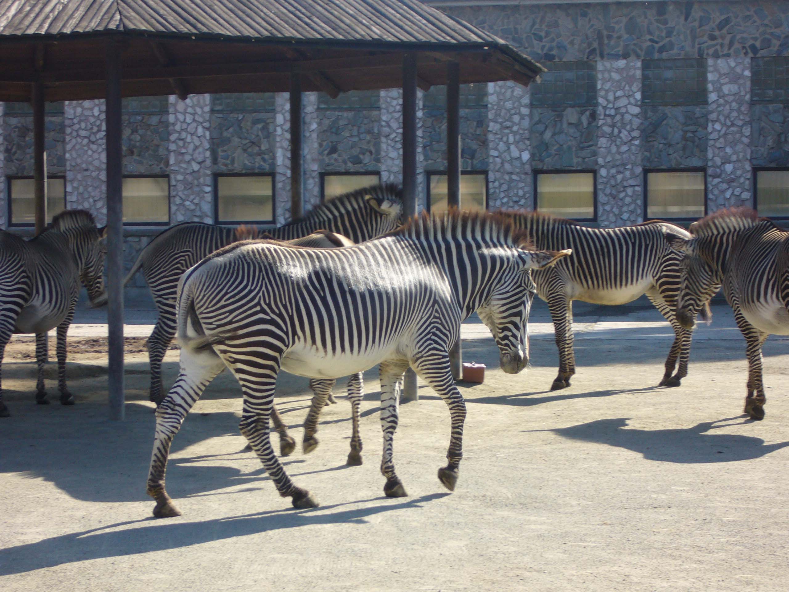 ZOO DKnL léto 08 096.jpg