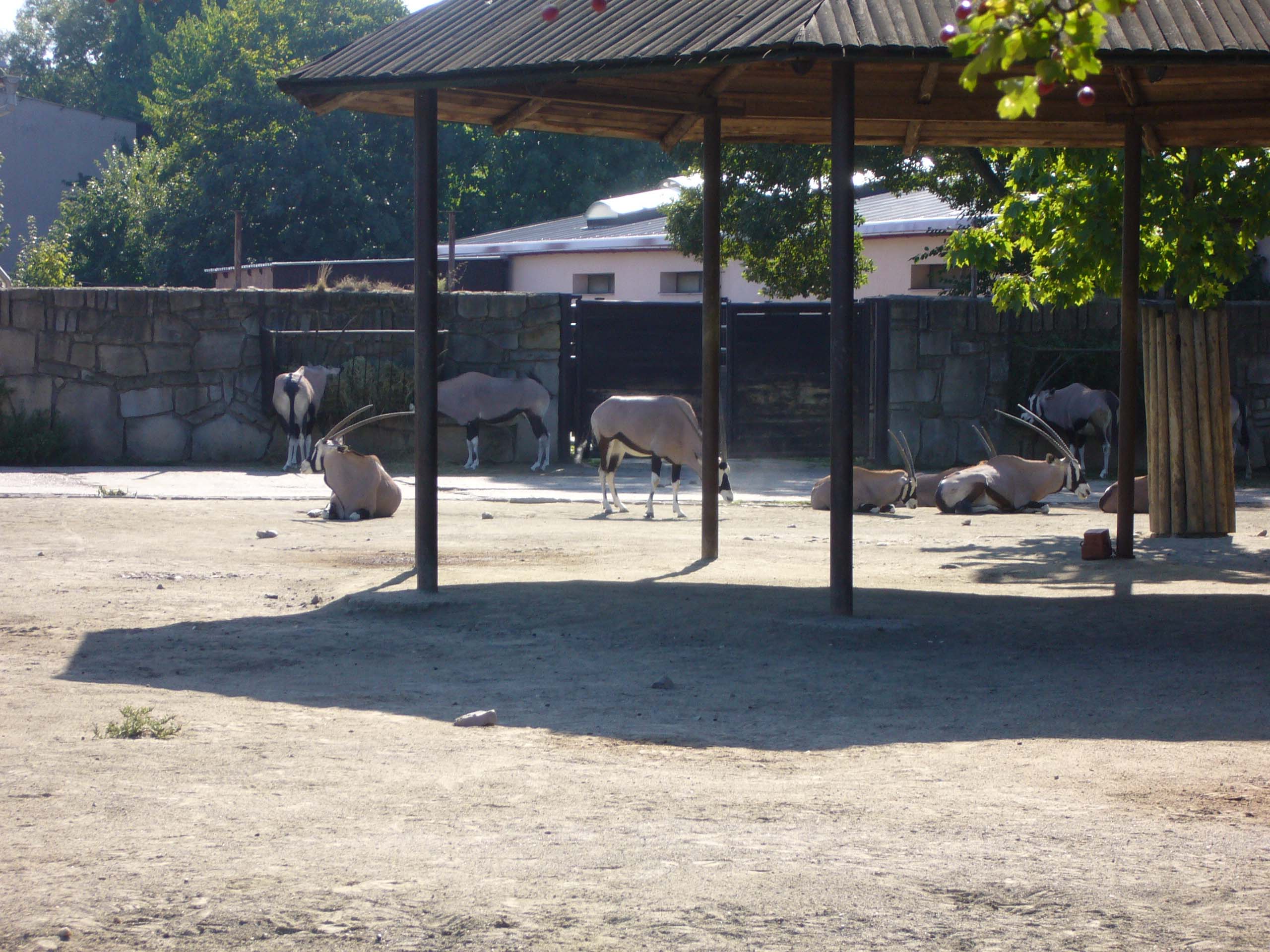 ZOO DKnL léto 08 098.jpg