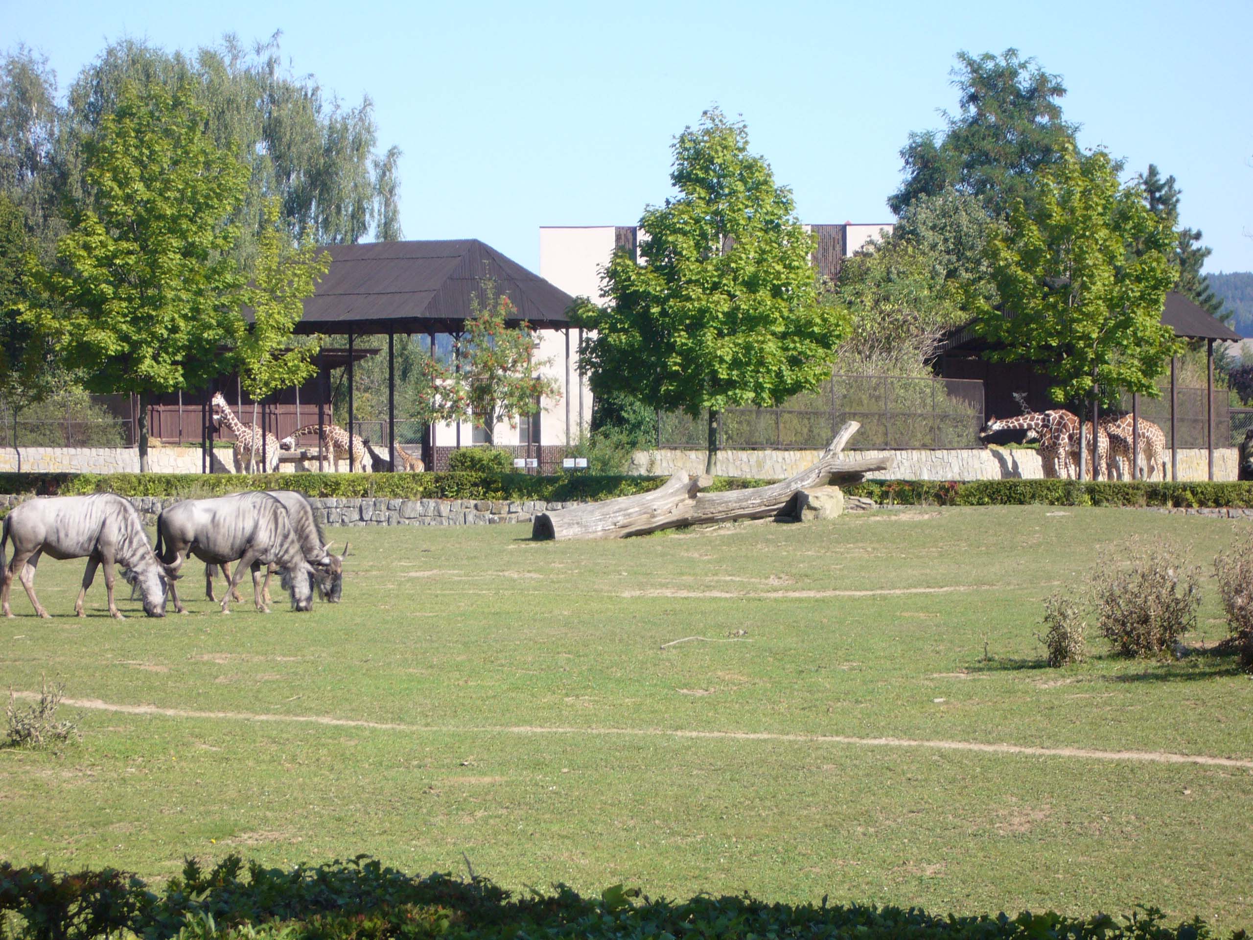 ZOO DKnL léto 08 109.jpg