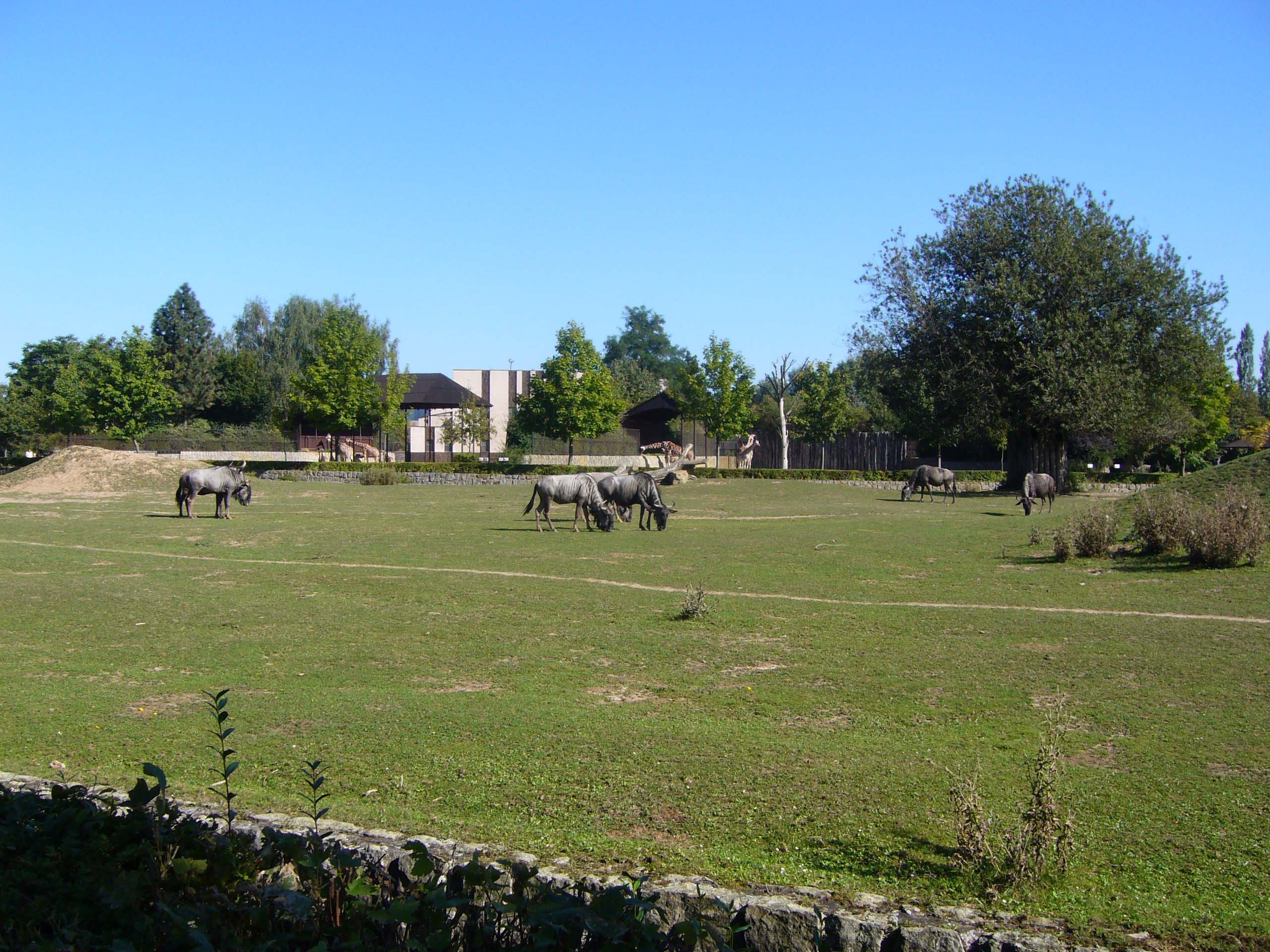 ZOO DKnL léto 08 111.jpg