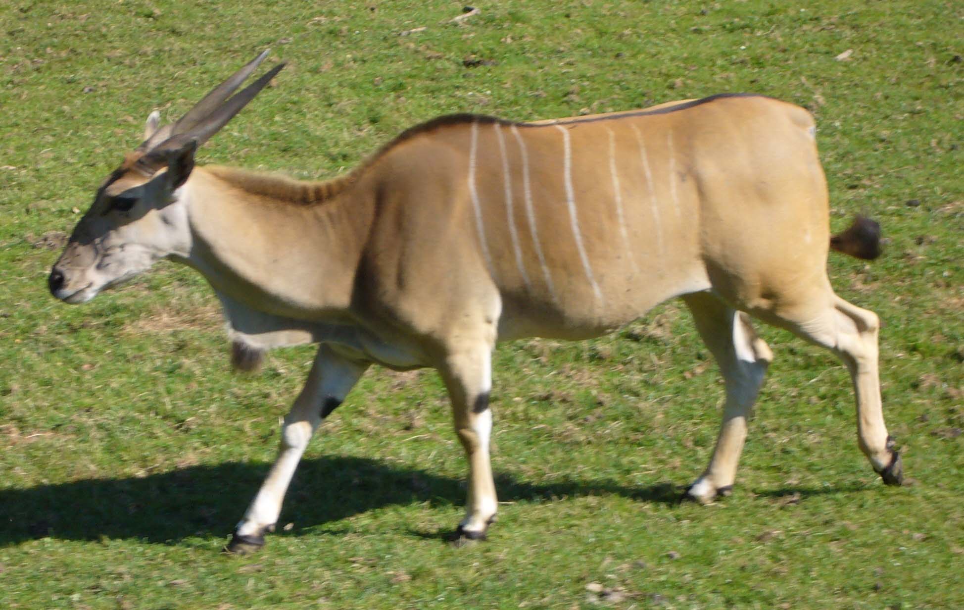 ZOO DKnL léto 08 155.jpg