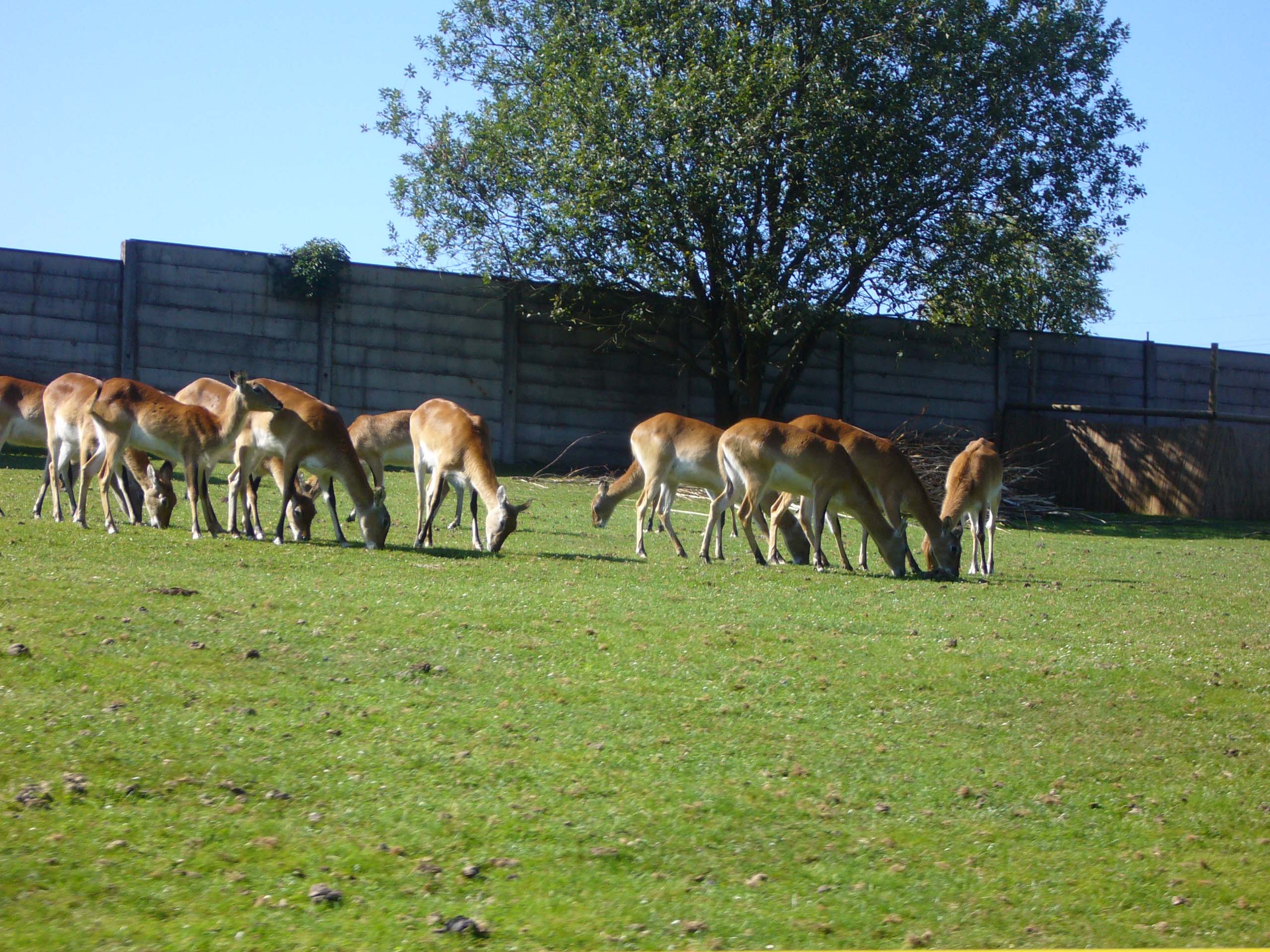 ZOO DKnL léto 08 161.jpg
