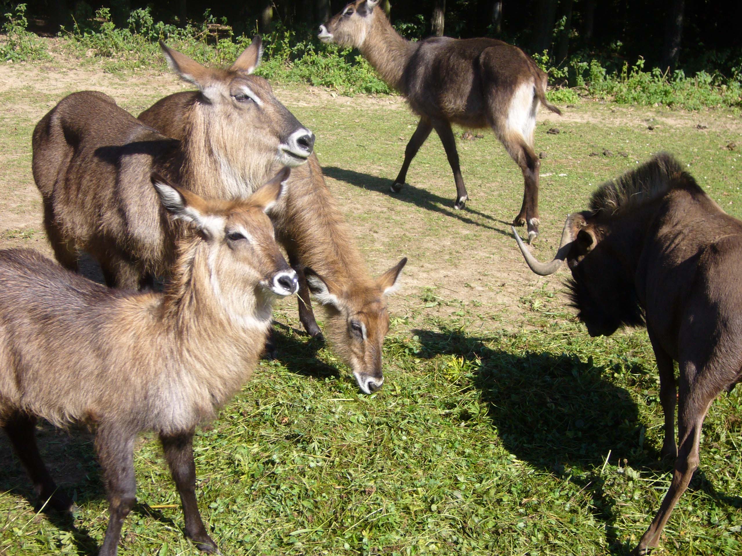 ZOO DKnL léto 08 163.jpg