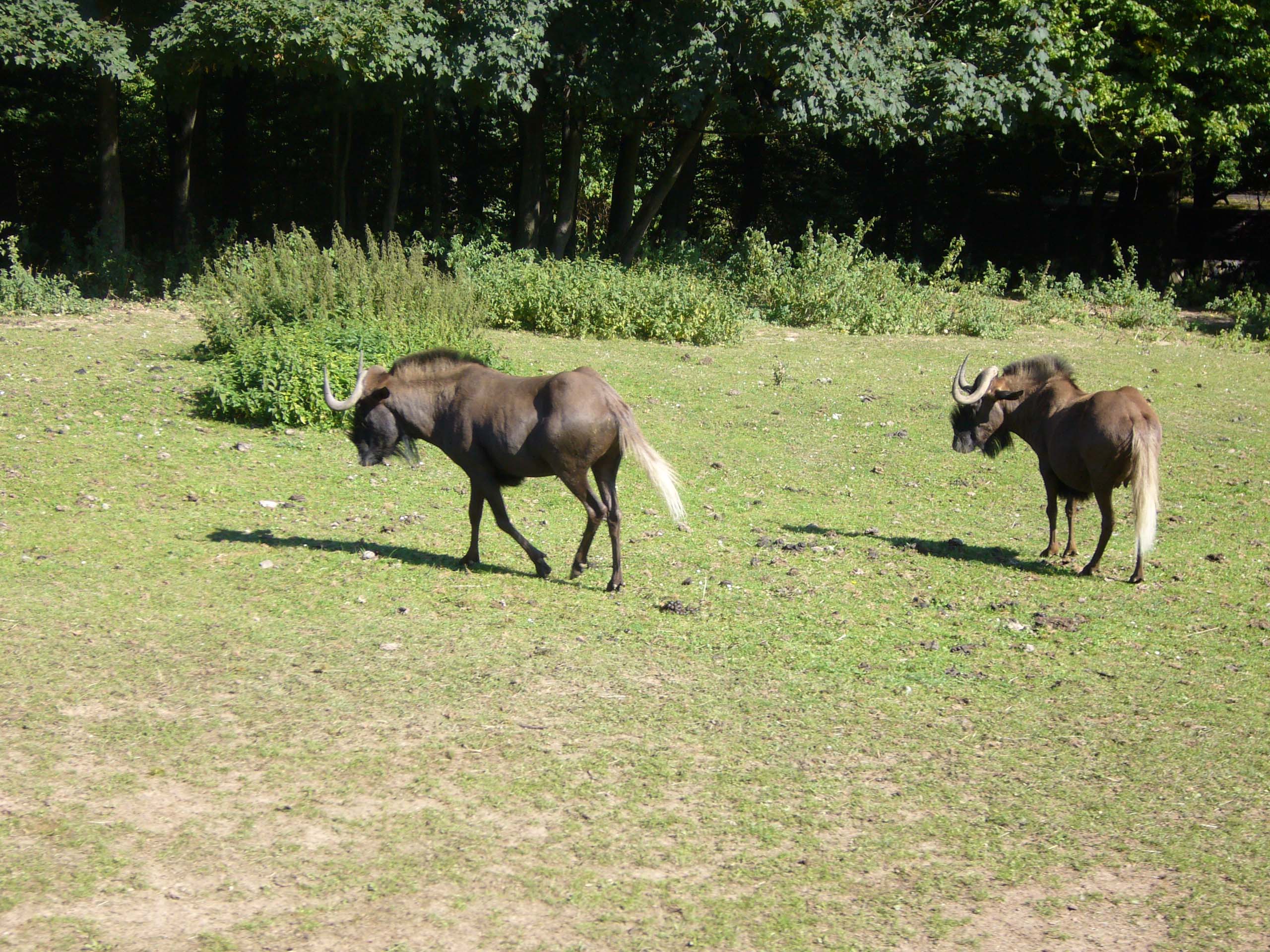 ZOO DKnL léto 08 166.jpg