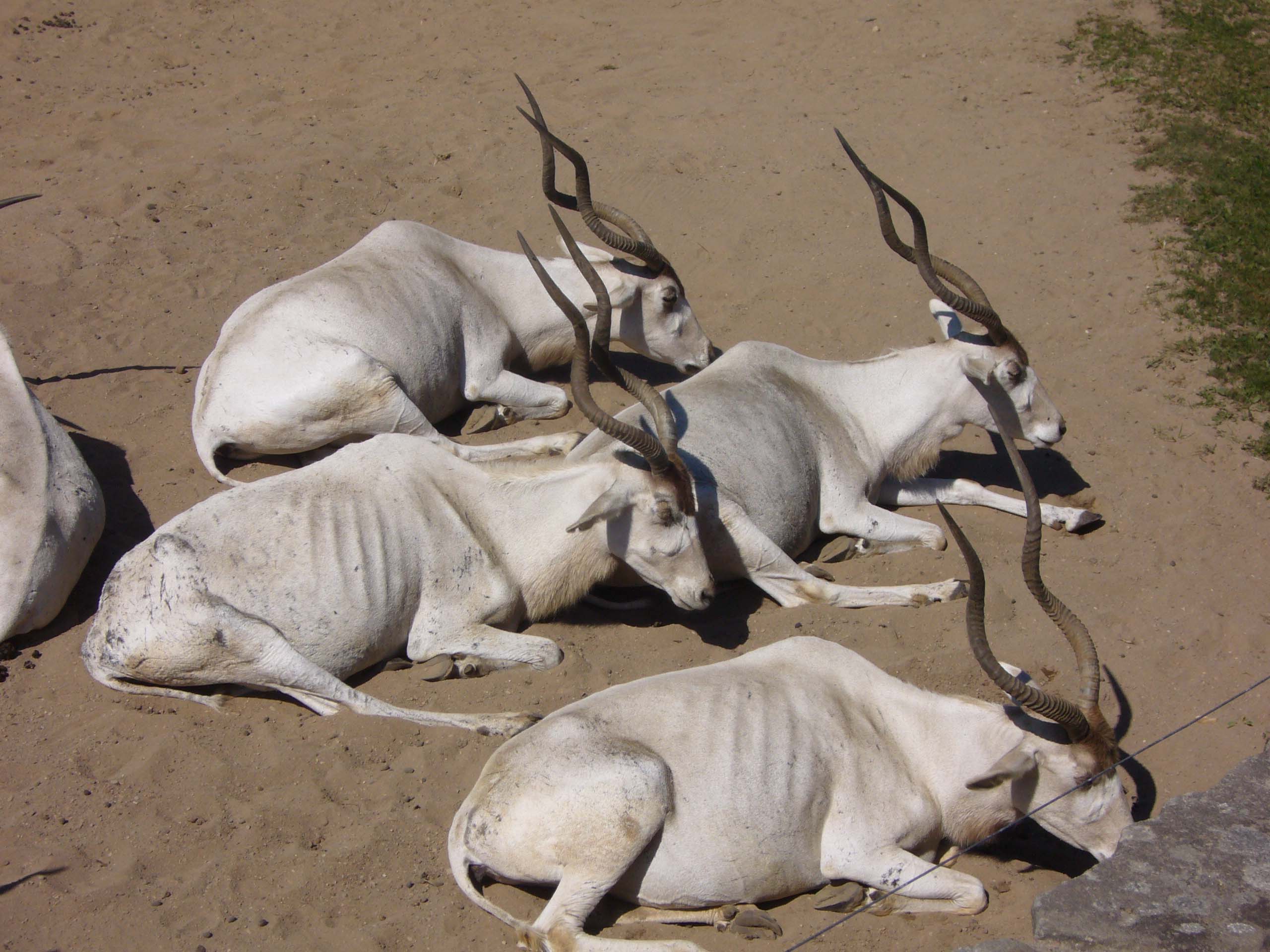 ZOO DKnL léto 08 184.jpg