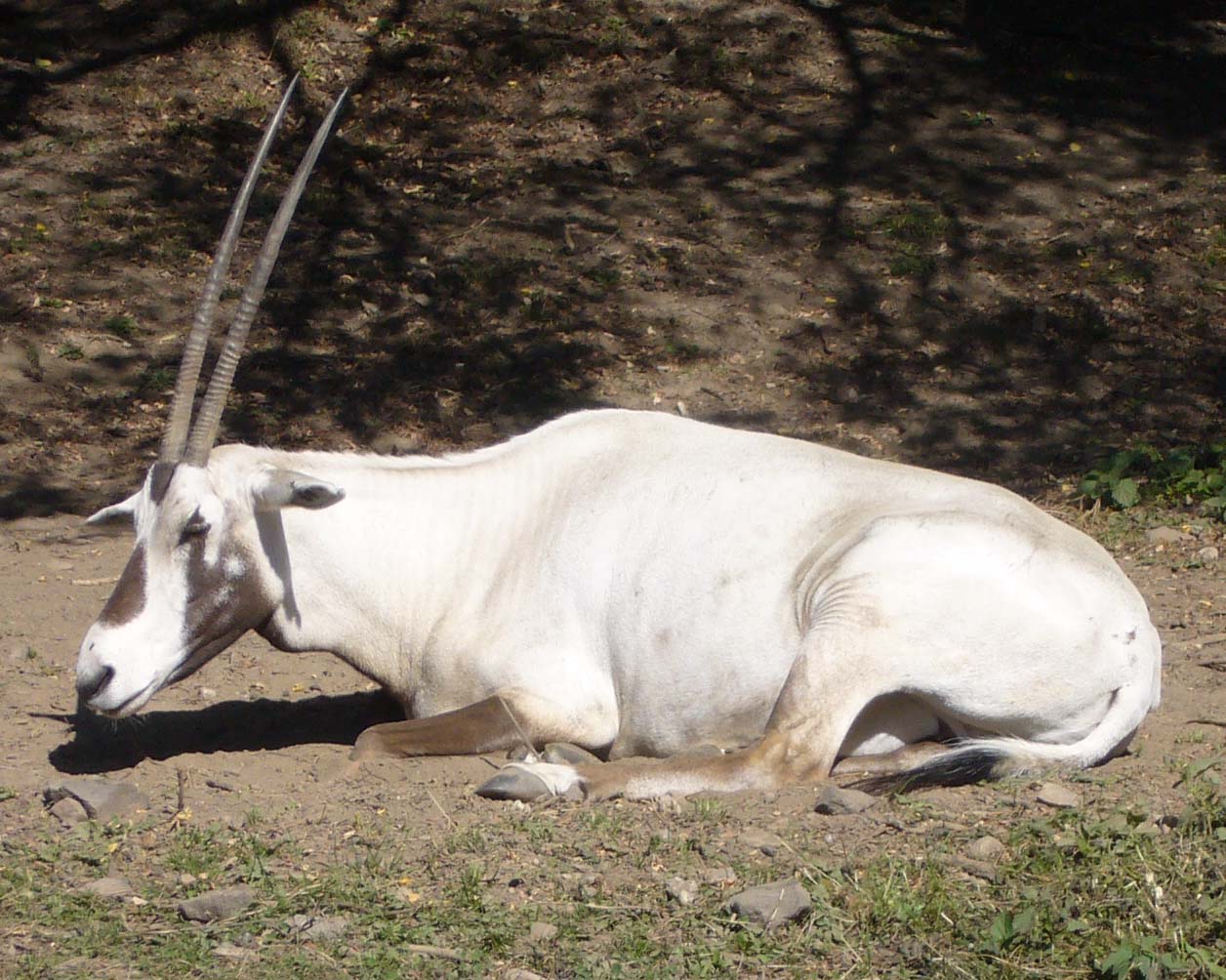 ZOO DKnL léto 08 192.jpg