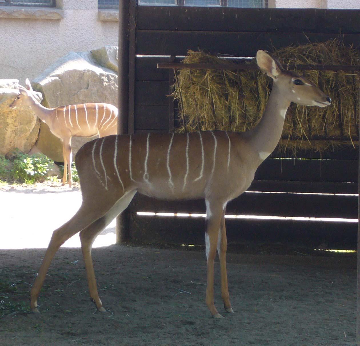 ZOO DKnL léto 08 216.jpg