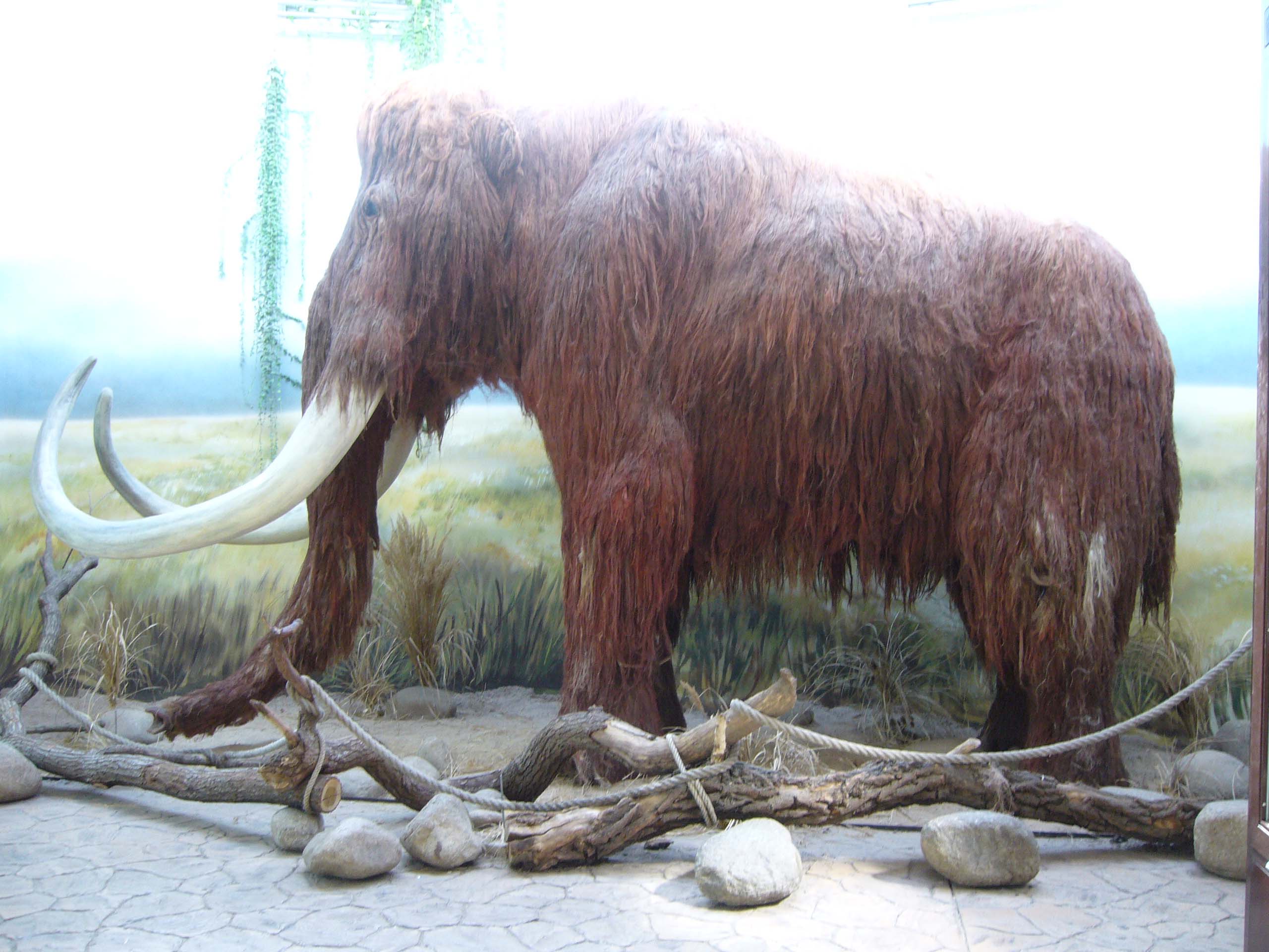 ZOO DKnL léto 08 222.jpg