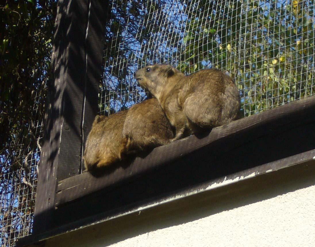 ZOO DKnL léto 08 227.jpg