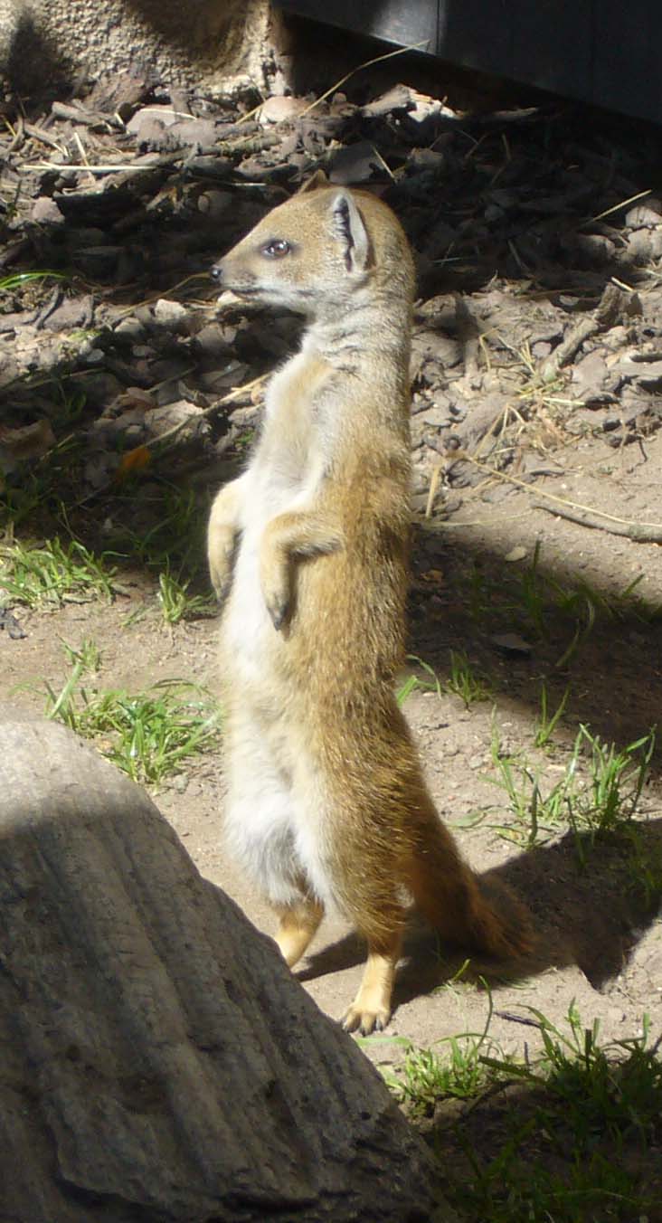 ZOO DKnL léto 08 229.jpg