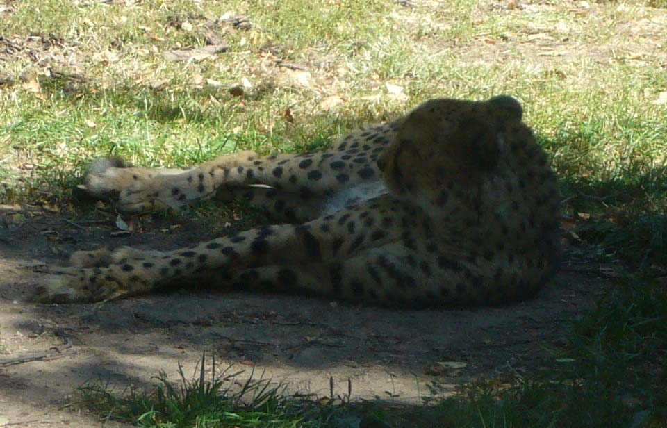 ZOO DKnL léto 08 230.jpg