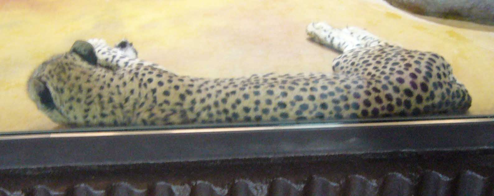 ZOO DKnL léto 08 237.jpg