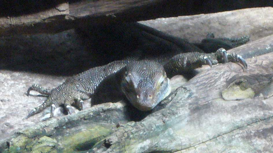 ZOO DKnL léto 08 247.jpg