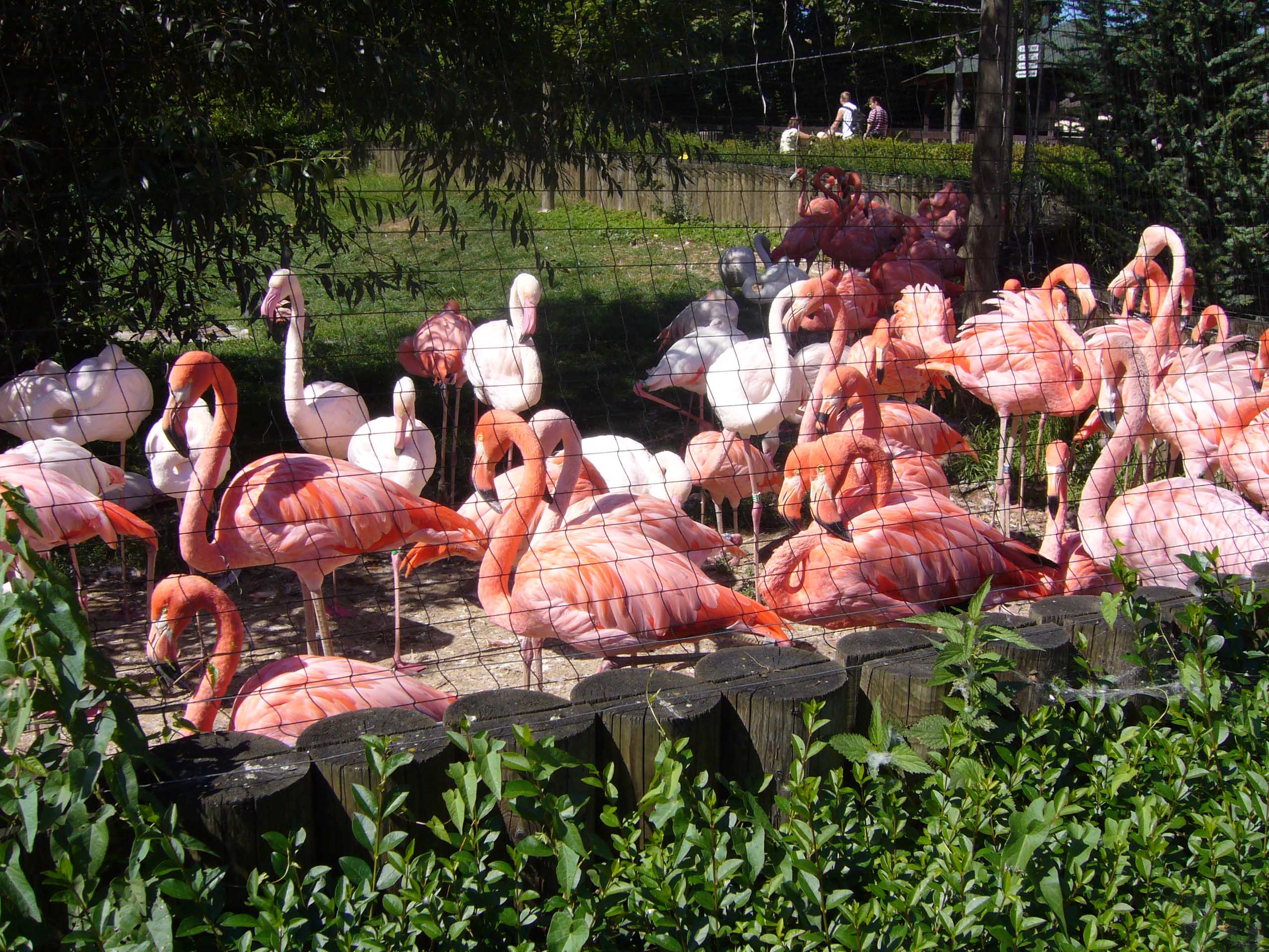 ZOO DKnL léto 08 258.jpg