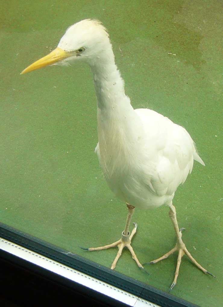 ZOO DKnL léto 08 274.jpg