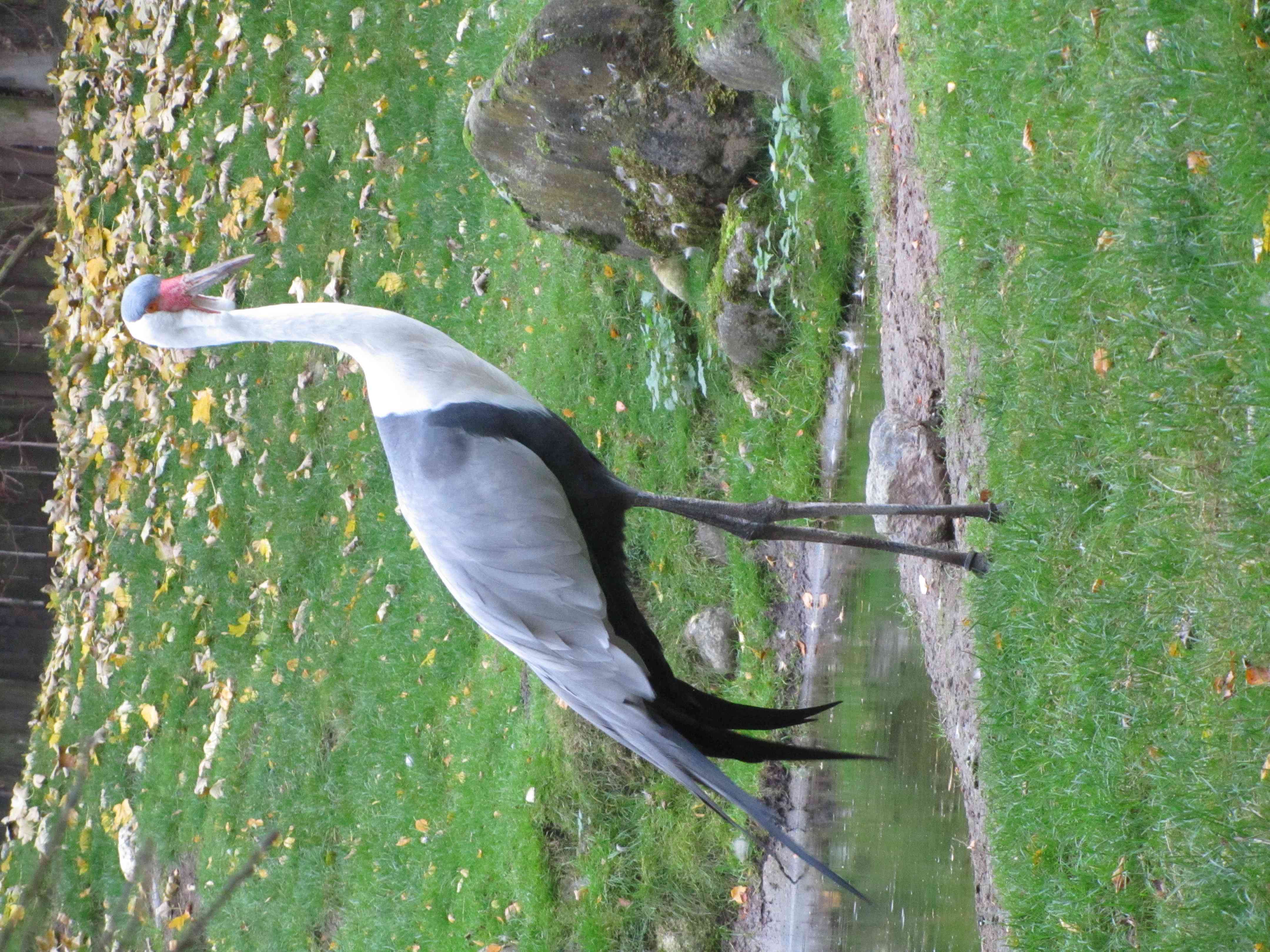 IMG_6112 b