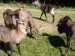 ZOO DKnL léto 08 163.jpg