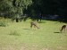 ZOO DKnL léto 08 169.jpg