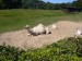ZOO DKnL léto 08 182.jpg