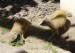 ZOO DKnL léto 08 223.jpg