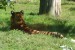 ZOO DKnL léto 08 236.jpg